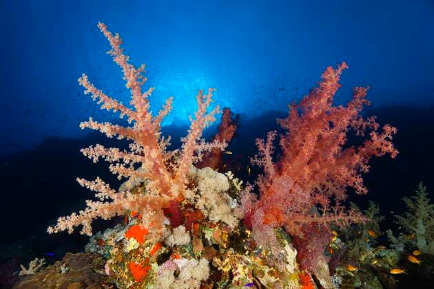  Klunzingers Weichkoralle (Dendronephthya klunzingeri) an Steilwand im Gegenlicht der Sonne, Rotes Meer, Fury Shoals, Ägypten, Afrika *** Klunzingers soft coral Dendronephthya klunzingeri on a steep wall in the backlight of the sun, Red Sea, Fury Shoals, Egypt, Africa Copyright: imageBROKER/NorbertxProbst ibxnpr06969133.jpg