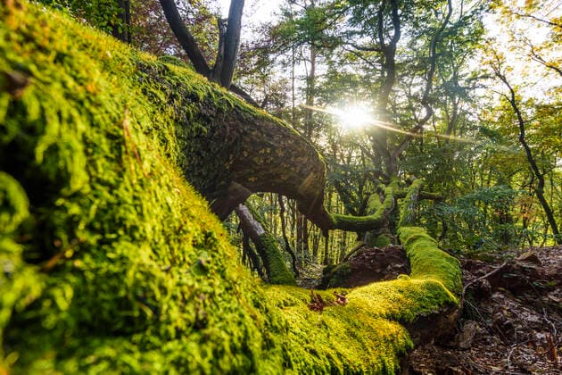 beech trees forest, leaves, fallen dead tree, jungle beech trees forest, leaves, fallen dead tree, jungle imago images 45108912