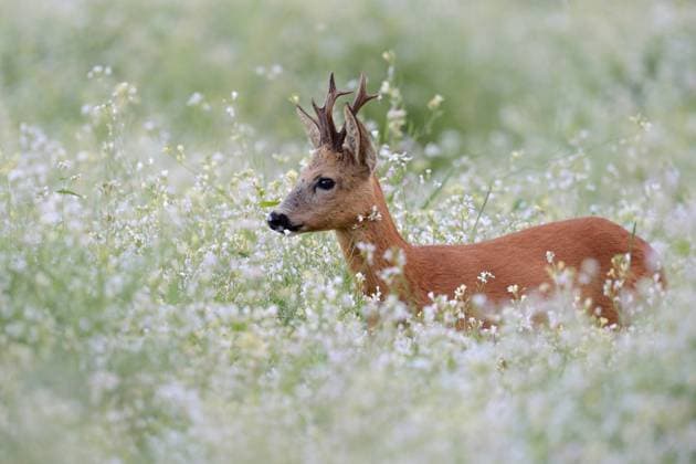 in einem Meer aus Blüten... Reh ( Capreolus capreolus ), männliches Tier, prächtiger Rehbock in einer blühenden Frühlingswiese *** Roe Deer ( Capreolus capreolus ), strong buck with nice antlers, standing, hiding in a flowering springlike meadow, a sea of blossoms, wildlife, Europe. Nordrhein-Westfalen Deutschland, Westeuropa