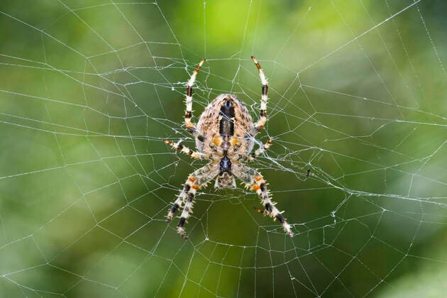 Gemeine Kreuzspinne, Gartenkreuzspinne, Garten-Kreuzspinne (Araneus diadematus), in ihrem Netz, Oesterreich cross orbweaver, European garden spider, cross spider (Araneus diadematus), in its web, Austria BLWS647624 *** Common cross spider, garden cross spider, garden cross spider Araneus diadematus , in its web, Austria cross orbweaver, European garden spider, cross spider Araneus diadematus , in its web, Austria BLWS647624 Copyright: xblickwinkel McPHOTO A.xSchauhuberx
