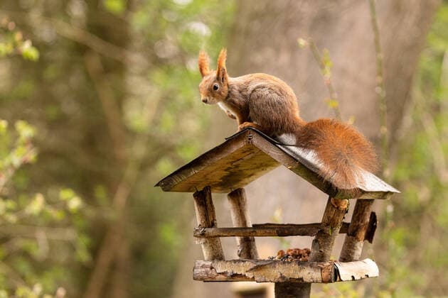 Europaeisches Eichhoernchen, Eurasisches Eichhoernchen, Eichhoernchen (Sciurus vulgaris), sitzt auf einem auf Vogelfutterhaus, Deutschland, Bayern European red squirrel, Eurasian red squirrel (Sciurus vulgaris), sitting on a bird house, Germany, Bavaria BLWS646524 *** European red squirrel, Eurasian red squirrel Sciurus vulgaris , sitting on a bird house, Germany, Bavaria BLWS646524 Copyright: xblickwinkel A.xHartlx