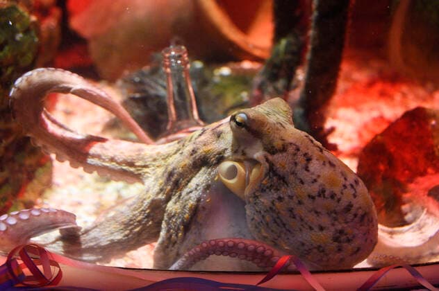 Der Oktopus Oktavius feiert seinen ersten Unterwasser Geburtstag im AquaDom & Sea Life. Berlin, 20.07.2021 *** The octopus Octavius celebrates his first underwater birthday in the AquaDom Sea Life Berlin, 20 07 2021 Foto:xN.xKubelkax xFuturexImage