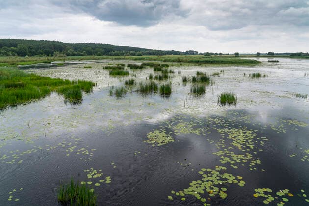 Ein Naturrefugium sind die Polderflächen neben der Europabrücke über der Oder zwischen dem polnischen Siekierki Woiwodschaft Westpommern) und dem deutschen Neurüdnitz (Landkreis Märkisch-Oderland). Für Wanderer und Radfahrer wird die ehemalige Eisenbahnbrücke nach Rekonstruktionsarbeiten im Frühjahr 2022 wieder eröffnet. Die Arbeiten am polnischen Teil der Brücke sind bereits erfolgreich abgeschlossen und dieser Teil ist schon zugänglich. Foto: Volker Hohlfeld Polder an der Europabrücke *** The polders next to the Europabrücke bridge over the Oder between the Polish town of Siekierki in the West Pomeranian Voivodeship and the German town of Neurüdnitz in the Märkisch Oderland district will be reopened to hikers and cyclists afte