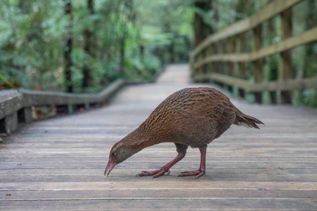 Weka In Fiordland National Park - New Zealand A weka (gallirallus australis) searches for food in Milford Sound in the southwest of Fiordland National Park, New Zealand on July 22, 2021. The weka is one of New Zealand™s iconic large flightless birds. Te Anau New Zealand vidanagama-notitle210722_np7OO  Copyright: xSankaxVidanagamax