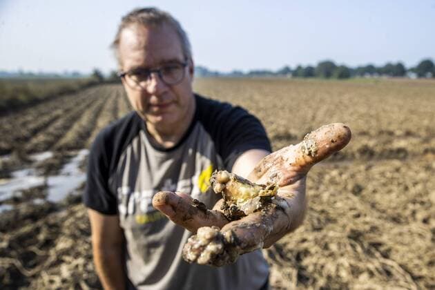 Flutkatastrophe, Niederlande, Zerstörte Ernte in Lottum bei Limburg LOTTUM - A farmer shows his failed crop of potatoes on a flooded field in Limburg. The potatoes are already rotting in the ground. Due to the floods and heavy rainfall, several crops have drowned. ANP VINCENT JANNINK Copyright: xHollandsexHoogtex xxANPx x434201833x
