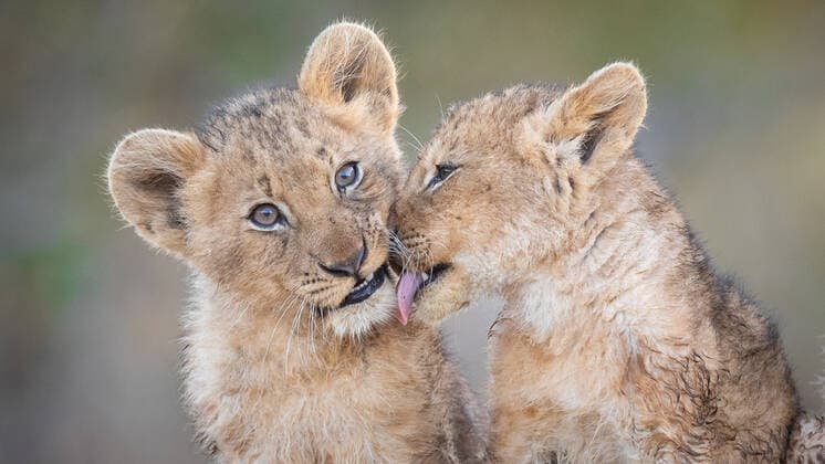 Two lion cubs, Panthera leo, sit together, one licks the other Londolozi Game Reserve,South Africa,Two lion cubs, Panthera leo, sit together, one licks the other  Two lion cubs, Panthera leo, sit together, one licks the other