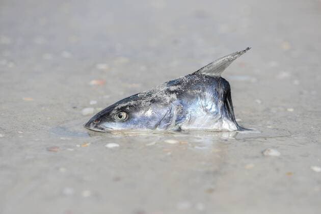 Bilder des Jahres 2021, News 07 Juli News Themen der Woche KW29 News Bilder des Tages July 22, 2021, Indian Rocks Beach, Florida, USA: A dead fish washed up on the shore of Indian Rocks Beach, Thursday, July 22, 2021 in Indian Rocks Beach. Indian Rocks Beach USA - ZUMAs70_ 20210722_zan_s70_040 Copyright: xAriellexBaderx
