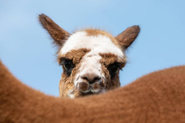 Bilder des Jahres 2021, News 07 Juli News Themen der Woche KW29 Summer babies, adorable newborn alpacas (Cria), Bryn, Dylan and Rhodri from Pembrokeshire Alpaca Trekking, Tenby, make the most of the summer sun, napping, playing and chilling in the shade. Alpaca in the image Dylan Where: Tenby, Pembrokeshire, United Kingdom When: 22 Jul 2021 Credit: Joann Randles Cover-Images.com **Editorial Use Only** Copyright: xJoannxRandles Cover-Images.comx 41609846 EDITORIAL USE ONLY. NOT FOR USE BY NEWSPAPERS BASED IN THE UK.