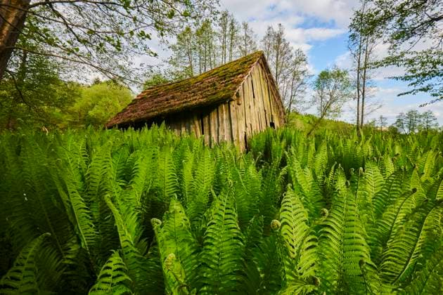 Hütte stehend inmitten von Männerfarn (Dryopteris filix-mas), Bayern, Deutschland, Europa *** Hut standing amidst male fern Dryopteris filix mas , Bavaria, Germany, Europe Copyright: imageBROKER Davidx&xMichaxSheldon ibxshe06967421.jpg