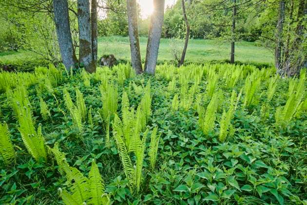 Echter Wurmfarn (Dryopteris filix-mas), wächst auf einer Feuchtwiese, Bayern, Deutschland, Europa *** Worm fern Dryopteris filix mas , growing on a wet meadow, Bavaria, Germany, Europe Copyright: imageBROKER Davidx&xMichaxSheldon ibxshe06967440.jpg