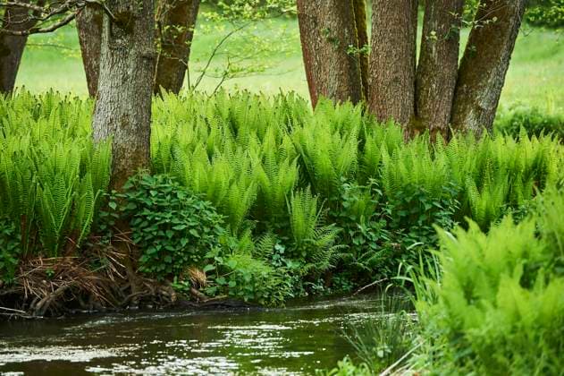 Echter Wurmfarn (Dryopteris filix-mas) wächst an einem kleinen Bach, Bayern, Deutschland, Europa *** True worm fern Dryopteris filix mas growing along a small stream, Bavaria, Germany, Europe Copyright: imageBROKER Davidx&xMichaxSheldon ibxshe06967702.jpg