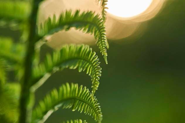 Echter Wurmfarn (Dryopteris filix-mas), Detail, Bayern, Deutschland, Europa *** Worm fern Dryopteris filix mas , Detail, Bavaria, Germany, Europe Copyright: imageBROKER Davidx&xMichaxSheldon ibxshe06967731.jpg