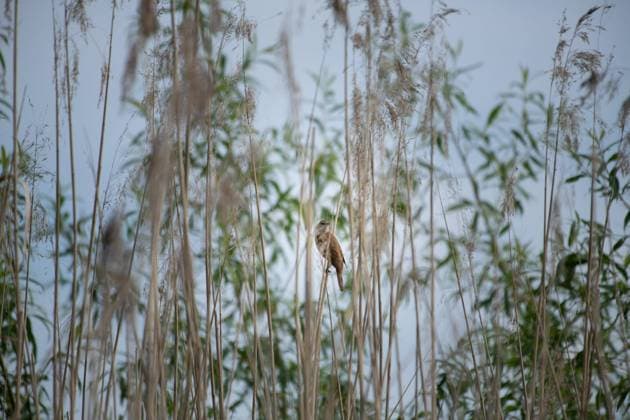 Teichrohrsänger (Acrocephalus scirpaceus) Prignitz, Brandenburg, Deutschland, Europa *** Reed Warbler Acrocephalus scirpaceus Prignitz, Brandenburg, Germany, Europe Copyright: imageBROKER AnjaxTobien ibxtob06971982.jpg