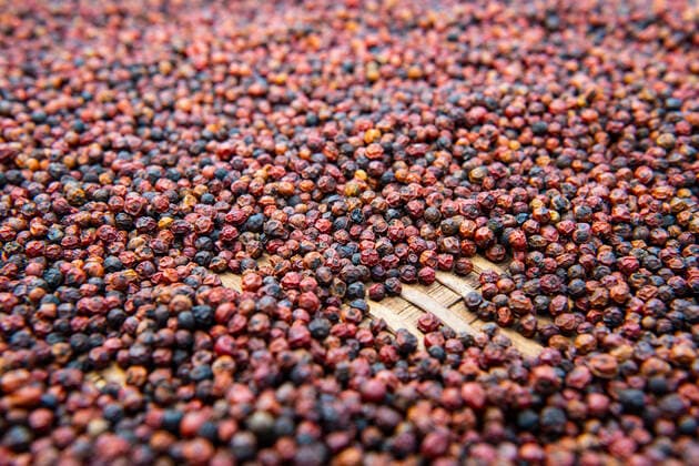 pepper on a drying rack at farm in Cambodia Phnom Penh, Phnom Penh, Cambodia CR_THHE210630-786652-01