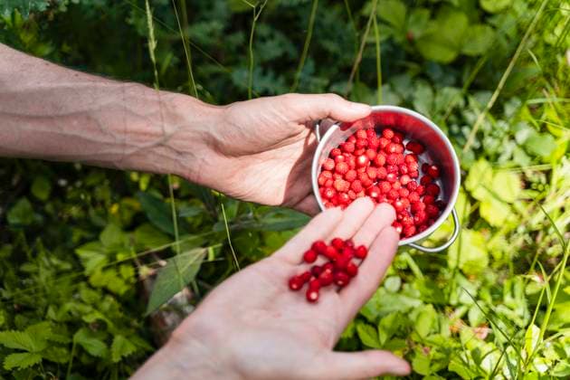 Man collecting wild strawberries in bowl model released Symbolfoto DIGF16077
