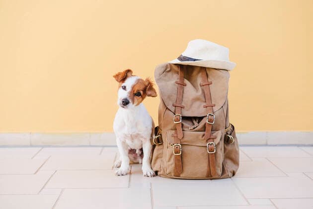 Jack Russell Terrier by backpack in front of wall property released EBBF04184
