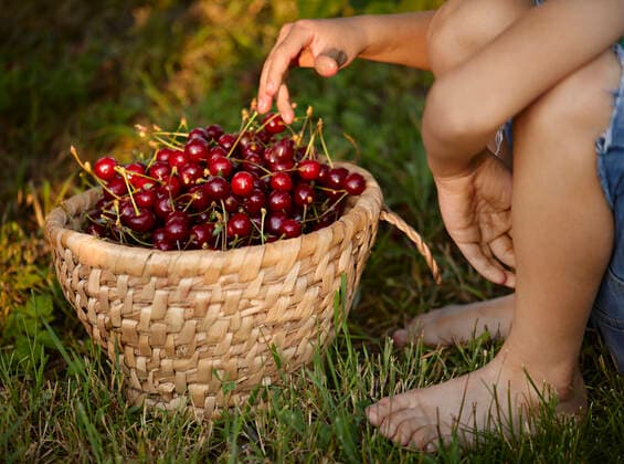 Boy sitting near basket of cherries on grass in backyard model released Symbolfoto property released ZEDF04248