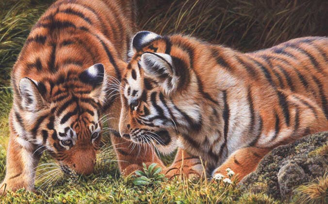 Tigerbabys *** Tiger Cubs  Copyright: xAndrewxHutchinsonx 20080178