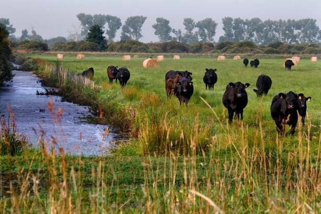  Grünland im Drömling, Entwässerungsgraben, Kühe, Kuhweide, Niederungsmoor, Niederungsgebiet, Biosphärenreservat, Naturschutzgebiet, Kolonnenweg, Lochplattenweg, innerdeutsche Grenzanlage, Grünes Band, Grenzweg, bei Oebisfelde, Landkreis Börde, S *** Grassland in the Drömling, drainage ditch, cows, cow pasture, lowland moor, lowland area, biosphere reserve, nature reserve, Kolonnenweg, Lochplattenweg, inner-German border installation, Grünes Band, border path, near Oebisfelde, Börde county, S Copyright: imageBROKER/RolandxMarske ibxrdm06953880.jpg