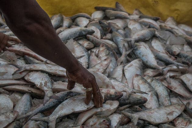 Bangladesh: After the 65-day long ban on catching fish After a 65-day ban, fishermen have started fishing in the Bay of Bengal. The government has put in the restriction since 2015 to ensure proper breeding. Fishers across the country have ventured out with their net after the 65-day long ban on catching Hilsa at sea.These photos were taken from Chattogram city’s Fishery Ghat area. Chittagong 84 Bangladesh Copyright: ShaownxChowdhury