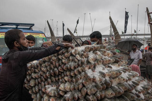 Bangladesh: After the 65-day long ban on catching fish After a 65-day ban, fishermen have started fishing in the Bay of Bengal. The government has put in the restriction since 2015 to ensure proper breeding. Fishers across the country have ventured out with their net after the 65-day long ban on catching Hilsa at sea.These photos were taken from Chattogram city’s Fishery Ghat area. Chittagong 84 Bangladesh Copyright: ShaownxChowdhury