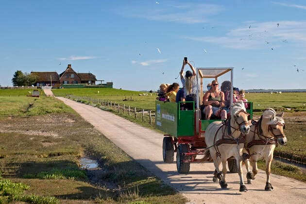 Pferd (Equus przewalskii f. caballus), Pferdekutsche mit Touristen auf Hallig Suedfall, Deutschland, Schleswig-Holstein, Schleswig-Holsteinisches Wattenmeer Nationalpark domestic horse (Equus przewalskii f. caballus), horse-drawn carriages with tourists on Hallig Suedfall, Germany, Schleswig-Holstein, Schleswig-Holstein Wadden Sea National Park BLWS648317 *** Horse Equus przewalskii f caballus , horse drawn carriages with tourists on Hallig Suedfall, Germany, Schleswig Holstein, Schleswig Holstein Wadden Sea National Park domestic horse Equus przewalskii f caballus , horse drawn carriages with tourists on Hallig Suedfall, Germany, Schleswig Holstein, Schleswig Holstein Wadden Sea National Park BLWS648317 Copyright: xblickwinkel S.xZiesex