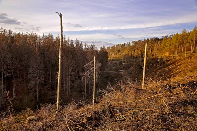 Gemeine Fichte, Gewoehnliche Fichte, Rotfichte, Rot-Fichte, Rottanne, Rot-Tanne (Picea abies), Waldsterben im Eggegebirge, Deutschland, Nordrhein-Westfalen, Ostwestfalen, Velmerstot Norway spruce (Picea abies), forest dieback in the Egge Mountains, Germany, North Rhine-Westphalia, East Westphalia, Velmerstot BLWS648385 *** Norway spruce Picea abies , forest dieback in the Egge Mountains, Germany, North Rhine Westphalia, East Westphalia, Velmerstot Norway spruce Picea abies , forest dieback in the Egge Mountains, Germany, North Rhine Westphalia, East Westphalia, Velmerstot BLWS648385 Copyright: xblickwinkel S.xZiesex