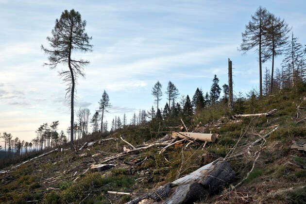 Gemeine Fichte, Gewoehnliche Fichte, Rotfichte, Rot-Fichte, Rottanne, Rot-Tanne (Picea abies), Waldsterben im Eggegebirge, Deutschland, Nordrhein-Westfalen, Ostwestfalen, Velmerstot Norway spruce (Picea abies), forest dieback in the Egge Mountains, Germany, North Rhine-Westphalia, East Westphalia, Velmerstot BLWS648387 *** Norway spruce Picea abies , forest dieback in the Egge Mountains, Germany, North Rhine Westphalia, East Westphalia, Velmerstot Norway spruce Picea abies , forest dieback in the Egge Mountains, Germany, North Rhine Westphalia, East Westphalia, Velmerstot BLWS648387 Copyright: xblickwinkel S.xZiesex