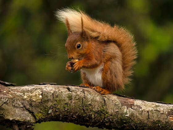 Internationaler Tag des Waldes am 21. M?rz Red Squirrel, County Laois, Leinster, Republic of Ireland, Europe Copyright: CarstenxKrieger 1240-390