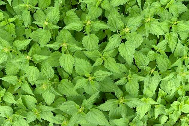  Große Brennnesseln (Urtica dioica), Bayern, Deutschland, Europa *** Great nettles Urtica dioica , Bavaria, Germany, Europe Copyright: imageBROKER/HelmutxMeyerxzurxCapellen ibxmzc06966783.jpg