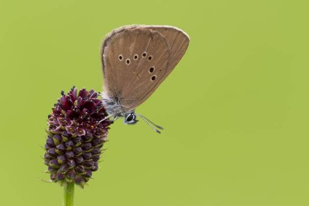  Dunkler Wiesenknopf-Ameisenbläuling (Glaucopsyche nausithous) auf Großem Wiesenknopf (Sanguisorba officinalis), Hessen, Deutschland, Europa *** Dark meadow-blue Glaucopsyche nausithous on large meadow-blue Sanguisorba officinalis , Hesse, Germany, Europe Copyright: imageBROKER/WilfriedxMartin ibxwma06973030.jpg