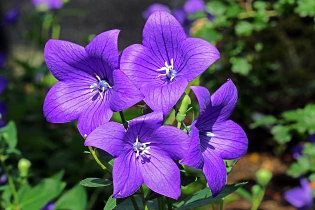 Zierpflanzen für den Balkon oder Garten Die winterharte Ballonblume zur Blütezeit im Sommer *** Ornamental plants for the balcony or garden The hardy balloon flower to bloom in summer