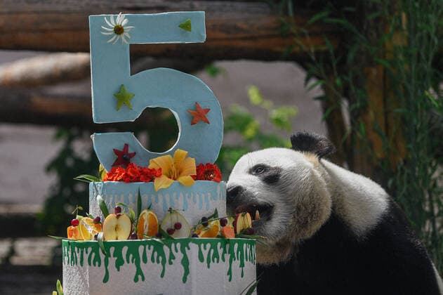 Bilder des Jahres 2021, Entertainment 07 Juli Entertainment Themen der Woche KW30 Entertainment Bilder des Tages (210731) -- MOSCOW, July 31, 2021 -- Giant panda Ru Yi takes a bite of its birthday cake at the Moscow Zoo in Moscow, capital of Russia, July 31, 2021. The Moscow Zoo celebrated birthday for giant panda Ru Yi that arrived from China in 2019 for a 15-year scientific program. Evgeny Sinitsyn) RUSSIA-MOSCOW-PANDA-BIRTHDAY-CELEBRATION BaixXueqi 