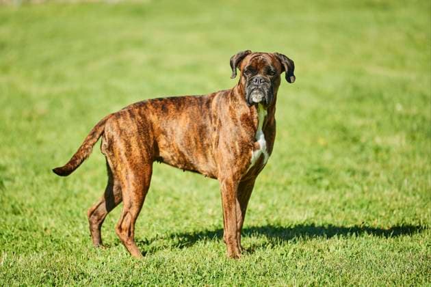  Boxerhund auf einer Wiese stehend, Bayern, Deutschland, Europa *** Boxer dog standing on a meadow, Bavaria, Germany, Europe Copyright: imageBROKER/Davidx&xMichaxSheldon iblshe06978173.jpg