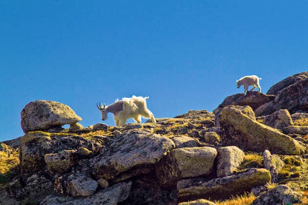 IMAGO Nature: Unsere Erde, Naturschutz, Naturschutzgebiete in Nordamerika Creative Highlights World Newborn mountain goat follows its mother over rocky terrain Chilliwack, BC, Canada CR_JDIP210415A-667497-01