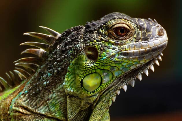 Creative Highlights World Green Iguana In Ajmer A Green Iguana on the outskirts of Ajmer, Rajasthan, India on 03 August 2021. Ajmer India sharma-notitle210803_npnoo  Copyright: xHimanshuxSharmax