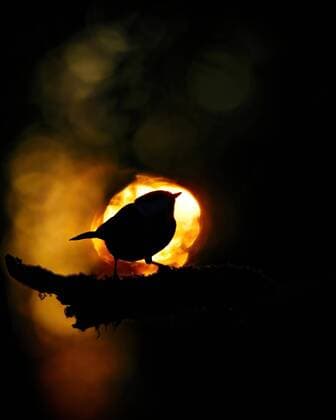 Creative Highlights World Kohlmeise (Parus major), Kohlmeise sitzt auf Ast, Untergehende Sonne durch Blätter gefiltert, Blankenfelde, Deutschland, Europa *** Great Tit Parus major , Great Tit sitting on branch, Setting sun filtered through leaves, Blankenfelde, Germany, Europe Copyright: imageBROKER/LucaxLorenz ibxllo06754364.jpg