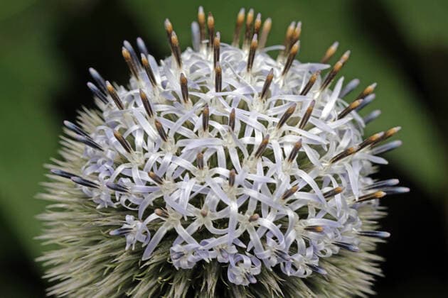 Blütezeit der Disteln Kugeldisteln, die für Insekten sehr wichtig und nahrhaft sind, zur Blütezeit im Sommer *** Flowering time of thistles Ball thistles, which are very important and nutritious for insects, at flowering time in summer.