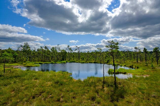 Creative Highlights World panoramic view of a lake in the swedish nature reserve dumme mosse near jönköping *** panoramablick auf einen see im schwedischen naturschutzgebiet dumme mosse bei jönköping Copyright: xWolfgangxSimlingerx