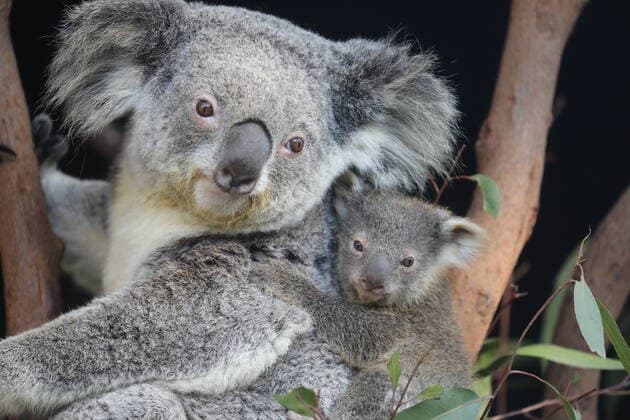 **VIDEO AVAILABLE. CONTACT INFO@COVERMG.COM TO RECEIVE.** The Australian Reptile Park?s koala conservation breeding program has had another amazing year with the announcement of six joeys being bred this season. The first koala joey to emerge from the pouch this season Tippi is the eldest of six confirmed joeys this year and had her first health check this week. Tippi came in at 357 grams and is showing all the signs of great health with her eating leaf, showing incredible dexterity with her climbing and all her physical characteristics in top condition. So tiny she had to be weighed in a salad bowl, the adorable koala joey was offered a toy koala to cuddle during the weighing to mimic her mum Tree to make the occasion as Copyright: xx 41647324 EDITORIAL USE ONLY. NOT FOR USE BY NEWSPAPERS BASED IN THE UK.