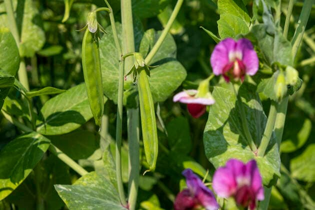 IMAGO Nature: Unsere Erde, Klimawandel, Ernährung, Pflanzen der Zukunft, Futtererbse Husk and flowers of snow peas (pisum sativum) Husk and purple flowers of snow peas ÒWeggisserÓ, heirloom variety, in a garden in spring Europe; Western Europe; France  Copyright: xMatarezo Andia.frx 383697