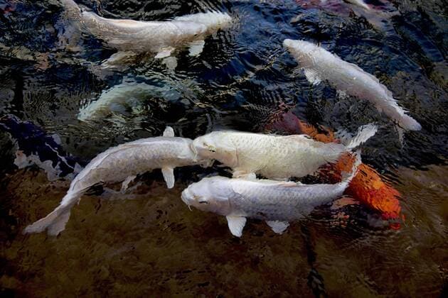  Karpfen Koi in einem Teich, Krasnodar, Russland, Europa *** Carp Koi in a pond, Krasnodar, Russia, Europe Copyright: imageBROKER/VladimirxSidoropolev iblvsv06979670.jpg