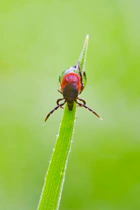 Zecke, Gemeiner Holzbock (Ixodes ricinus), sitzt auf einem Blatt, Oesterreich European castor bean tick, European sheep tick (Ixodes ricinus), sits on a leaf, Austria BLWS648852 *** Tick, common wood tick Ixodes ricinus , sits on a leaf, Austria European castor bean tick, European sheep tick Ixodes ricinus , sits on a leaf, Austria BLWS648852 Copyright: xblickwinkel McPHOTO A.xSchauhuberx