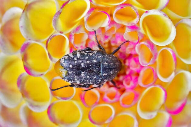 Trauer-Rosenkaefer, Trauerrosenkaefer (Oxythyrea funesta), auf einer Dahlienbluete, Deutschland, NRW White-spotted Rose Beetle (Oxythyrea funesta), on a dahlia flower, Germany, North Rhine-Westphalia BLWS648907 *** Mourning Rose Beetle Oxythyrea funesta , on a dahlia flower, Germany, North Rhine Westphalia White spotted Rose Beetle Oxythyrea funesta , on a dahlia flower, Germany, North Rhine Westphalia BLWS648907 Copyright: xblickwinkel C.xStennerx