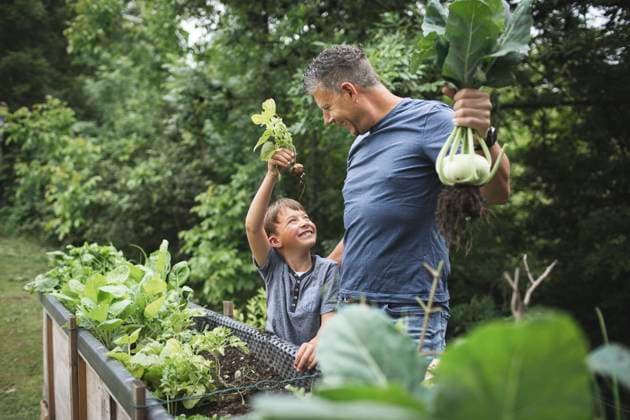 IMAGO Creative: Garten, Anbau im Hochbeet Happy father and son harvesting root vegetables from raised bed in garden model released Symbolfoto property released HMEF01093