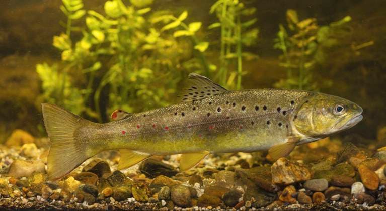 Bachforelle, Bach-Forelle, Steinforelle, Stein-Forelle (Salmo trutta fario), autochthone Form, 35 cm, Deutschland, Bayern, Isental brown trout, river trout, brook trout (Salmo trutta fario), native form, 35 cm, Germany, Bavaria, Isental BLWS648893 *** Bachforelle, Bach Trout, Steinforelle, Stein Trout Salmo trutta fario , autochthonous form, 35 cm, Germany, Bavaria, Isental brown trout, river trout, brook trout Salmo trutta fario , native form, 35 cm, Germany, Bavaria, Isental BLWS648893 Copyright: xblickwinkel A.xHartlx