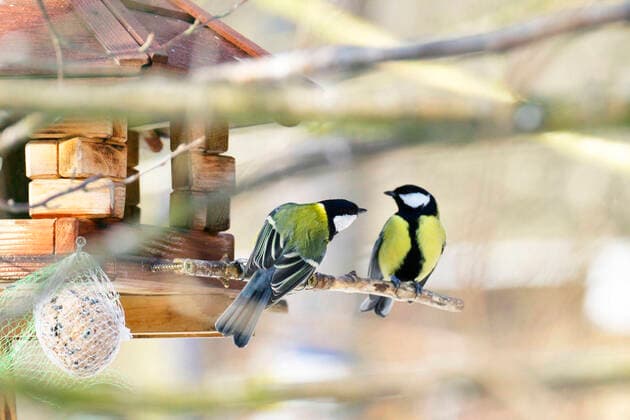 Kohlmeise, Kohl-Meise (Parus major), Zwei Kohlmeisen am Futterhaeuschen, Oesterreich great tit (Parus major), two graet tits at a bird feeder, Austria BLWS649329 *** Great Tit, Great Tit Parus major , Two great tits at a bird feeder, Austria BLWS649329 Copyright: xblickwinkel McPHOTO A.xSchauhuberx
