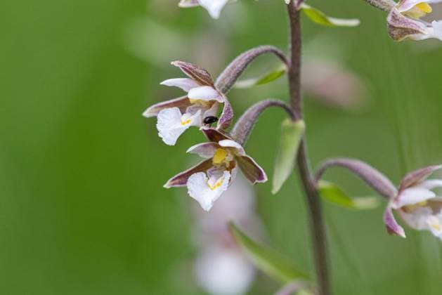 Sumpf-Stendelwurz, Sumpfstendelwurz, Sumpf-Staendelwurz, Sumpfstaendelwurz, Echte Sumpfwurz, Weisse Sumpfwurz, Sumpf-Sitter, Sumpfsitter (Epipactis palustris), Blueten, Deutschland, Bayern Marsh helleborine (Epipactis palustris), flowers, Germany, Bavaria, Laufen BLWS649543 *** Marsh helleborine Epipactis palustris , flowers, Germany, Bavaria Marsh helleborine Epipactis palustris , flowers, Germany, Bavaria, Laufen BLWS649543 Copyright: xblickwinkel A.xHartlx