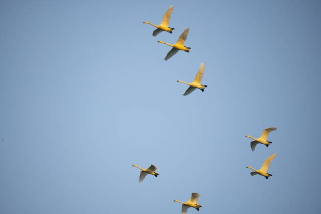 IMAGO Creative: UN Welt-Habitat-Tag am 3. Oktober Migrating whooper swans lined up 1 China, 15 03 2021, Copyright: xViewxStockx, Ref:251-0001011.jpg, China, henan, sanmenxia, animals, birds, wild animals, human partner, biosphere, environmental protection, close to nature, green water of castle peak, pristine, beautiful feathers, bright-coloured color, free, natural, beautiful, lively, clever, fly, fly, lined up Copyright: xViewxStockx