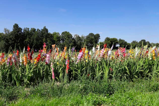 Nature Art: Gladiolen Bodypainting und Photoshooting mit Model Christina auf einem Blumenfeld. Behrensen, 17.08.2021 - Bodyart Künstler: Jörg Düsterwald
